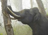 നാഗർഹോളെ സന്ദർശിക്കുന്നവർ അറി‌ഞ്ഞിരിക്കേണ്ട കര്യങ്ങൾ