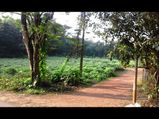ന്യൂ അമരമ്പലം വന്യജീ‌വി സങ്കേ‌തം