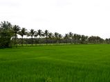 ഗോവയി‌ൽ ആഘോഷിക്കാൻ ചില വഴികൾ!