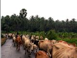 കണ്ടുമതിയാകാത്ത തെങ്കാശിച്ചന്തം