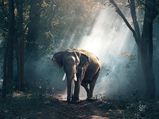 കബിനി വന്യജീവി സങ്കേതത്തിന്റെ മായ കാഴ്ചകളിലേക്ക്