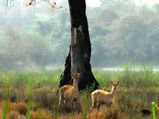 കണ്ടുമതിമറക്കാന്‍ ആസാമിലെ ഈ സ്ഥലങ്ങള്‍