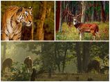 ഭോപ്പാലിൽ നിന്ന് പെഞ്ച് നാഷണൽ പാർക്കിലേക്ക് – വശീകരിക്കുന്ന  വാരാന്ത്യ കവാടം 
