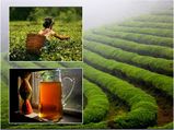ചായയുടെ കഥയറിയാൻ പോകാം ടീ ട്രെയ്ൽ യാത്രകൾക്ക്!!