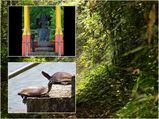 ആമകൾക്ക് അന്നനിവേദ്യം നടത്തുന്ന  അപൂർവ്വ ക്ഷേത്രം