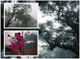 കോട മഞ്ഞും മഴയും കാത്തുവെച്ച കുടജാദ്രി.. അതെ ഇവിടുത്തെ കാഴ്ചയാണ് കാഴ്ച