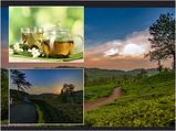 ഉയരംകൂടുംതോറും സ്വാദും വിലയും കൂടുന്ന ചായ ഇതാ ഇവിടെയുണ്ട്!!