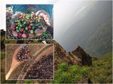 അറബിനാട്ടിൽ നിന്നും ഒളിച്ചു കടത്തിയ  ഏഴു കാപ്പിക്കുരുവും കൊച്ചുമകളുടെ നാടും!!