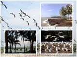 കണ്ടൽക്കാട്ടിലെ കടലുണ്ടി... കാതങ്ങൾ താണ്ടിയെത്തുന്ന ദേശാടനക്കിളികളെ കാണാനൊരിടം!