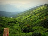 ഒരിക്കലെങ്കിലും  സന്ദർശിക്കണം ഡാർജലിങ് എന്ന സ്വർഗ്ഗം