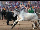 കാളയെ കൊമ്പിൽ തൂക്കി നിർത്തുന്ന ഒളിമ്പിക്സ് മുതൽ  വൈൻ ഫെസ്റ്റിവൽ വരെ..ഫെബ്രുവരിയിലെ ആഘോഷങ്ങൾ ഇതാ!!