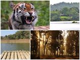 കടുവകളെ കൺമുന്നിൽ കാണാൻ ഒരു സാഹസിക യാത്ര