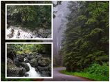രാജവെമ്പാലകളുടെ കാട്ടിലെ വിചിത്ര വെള്ളച്ചാട്ടം