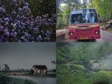 നീലക്കുറിഞ്ഞി, ഗവി, വയനാട്, കടമക്കുടി.. ഇഷ്ടംപോലെ യാത്രകൾ...തിരുവനന്തപുരത്തു നിന്നു പോകാം