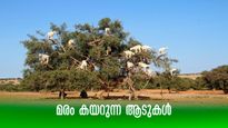 മരത്തിൽ കയറുന്ന ആടുകൾ, കാരണമാണ് വിചിത്രം!  ഇത് ഈ രാജ്യത്തെ മാത്രം അത്ഭുത കാഴ്ച
