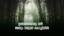 കൊച്ചിയിൽ നിന്ന്  വെറും 53 കിമി,  ഇല്ലിത്തോട്!  ചെറിയ ഡ്രൈവ്, കിടിലൻ കാഴ്ചകൾ