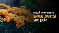  ഓണപ്പൂക്കൾ കാണാൻ എറണാകുളംകാർക്ക്  തെങ്കാശിയിലേക്ക് പോകേണ്ട, ജമന്തിപ്പൂ വിളവെടുപ്പ് ഇതാ ഇവിടെ 