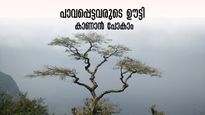 പാവപ്പെട്ടവരുടെ ഊട്ടി കണ്ടിട്ടുണ്ടോ? കട്ടയ്ക്കു നിൽക്കുന്ന കോടമഞ്ഞും കാറ്റും...നെല്ലിയാമ്പതിക്ക് പോയാലോ