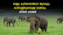 കാടും കുന്നും വെള്ളച്ചാട്ടവും കണ്ടൊരു ജംഗിൾ സഫാരി! മാങ്കുളവും മാമലക്കണ്ടവും കണ്ടുവരാം!