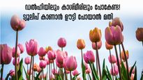 ഊട്ടി ഗാർഡനിൽ  ഇനി ട്യൂലിപ് കാലം!   ഇപ്പോൾ പോയാൽ കാണാം, വൻ ലാഭം