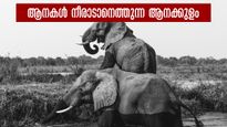 ആനകൂട്ടം കുളിക്കാനെത്തുന്ന ആനക്കുളം, ആനകളുടെ വിഹാര കേന്ദ്രം!  മൂന്നാര്‍ യാത്രയിലെ കിടിലൻ ഇടം! 