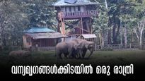 കൊടുംകാട്ടിൽ  വാച്ച് ടവറിനു മുകളിൽ ഒരു രാത്രി, വന്യമൃഗങ്ങളെ കണ്ട് താമസിക്കാം