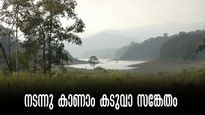 രണ്ടര മണിക്കൂർ നടത്തം; ആനയും മാനും കൺമുന്നിൽ... പെരിയാർ  കടുവാ സങ്കേതം നടന്നു കാണാം