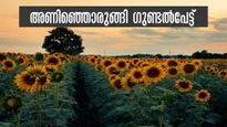 പൂത്തുലഞ്ഞ് ഗുണ്ടൽപേട്ട്... സ്വർണ്ണനിറത്തിൽ അഴകോടെ വഴിയോരങ്ങൾ, സെൽഫി സ്പോട്ട് തേടി സഞ്ചാരികൾ