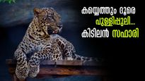 ഇന്ത്യയിലെ ഏറ്റവും വലിയ പുള്ളിപ്പുലി സഫാരി;തൊട്ടടുത്തു നിന്നും കാണാം.. ബന്നാർഘട്ട ബയോളജിക്കൽ പാർക്കിൽ