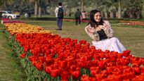  ഡൽഹി യാത്രക്കാരെ, ഇപ്പോൾ പോയാൽ ട്യൂലിപ് ഫെസ്റ്റിവൽ കാണാം, പലനിറത്തിൽ  മനസ്സു നിറയ്ക്കുന്ന കാഴ്ച
