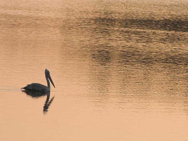 മഡിവാള തടാകം