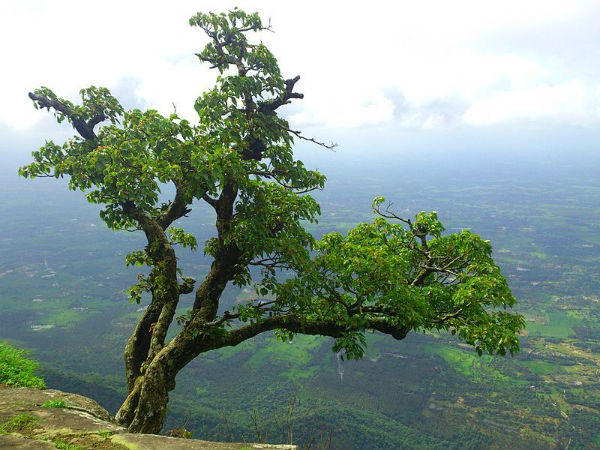 നെല്ലിയാമ്പതി