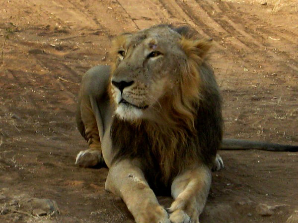 വനങ്ങളും വന്യജീവികളും