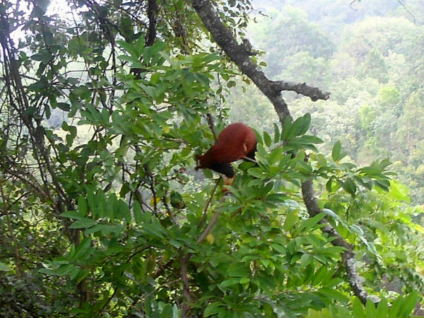 സസ്യജന്തു വൈവിധ്യങ്ങൾ