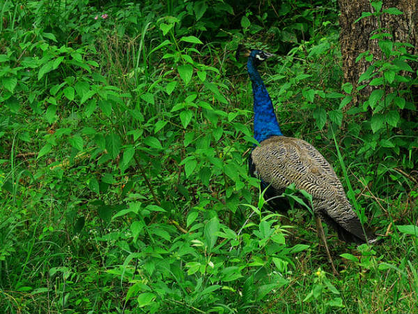 ചാഞ്ചാടിയാടും മയിലോ?