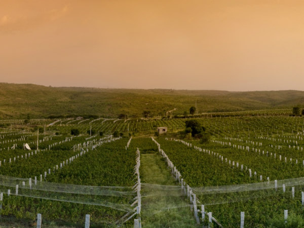 ഗ്രോവർ വൈൻ‌യാർഡ്സ്