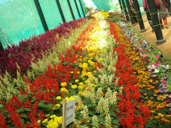 ലാൽബാഗ് ഫ്ലവർ ഷോ 2014