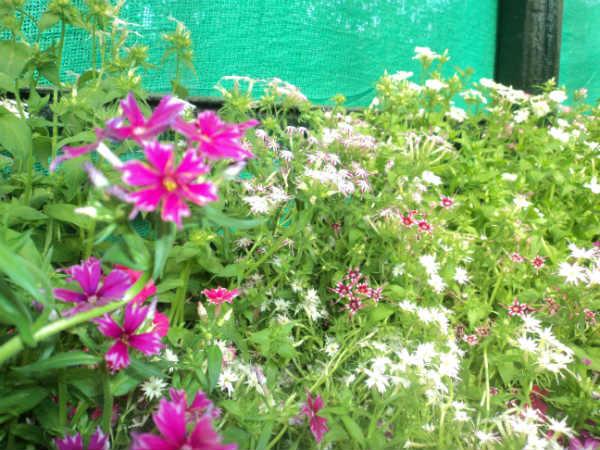 ലാൽബാഗ് ഫ്ലവർ ഷോ 2014