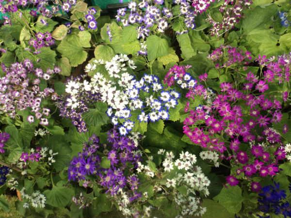 ലാൽബാഗ് ഫ്ലവർ ഷോ 2014