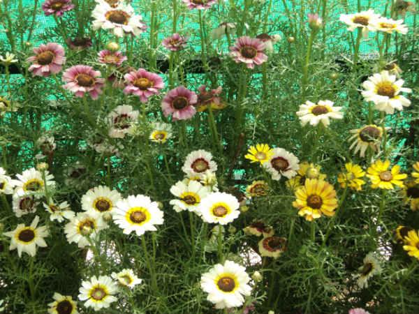 ലാൽബാഗ് ഫ്ലവർ ഷോ 2014