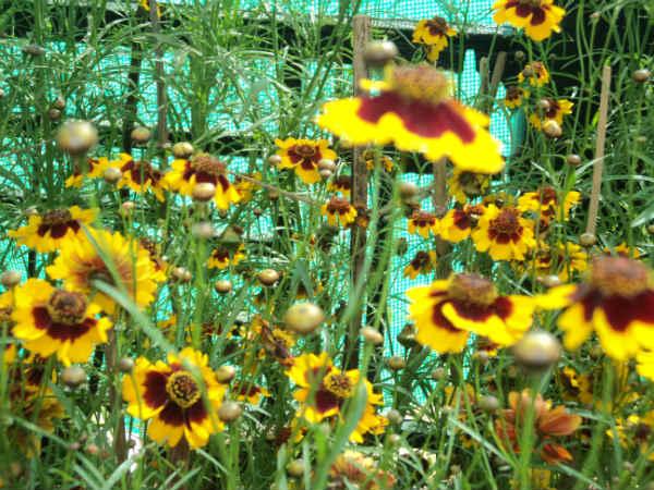 ലാൽബാഗ് ഫ്ലവർ ഷോ 2014