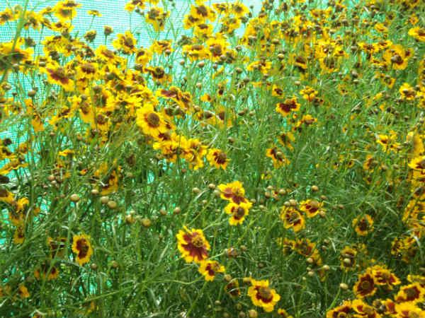 ലാൽബാഗ് ഫ്ലവർ ഷോ 2014