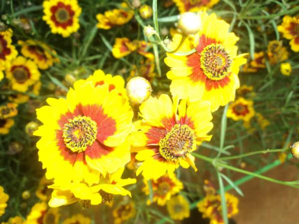 ലാൽബാഗ് ഫ്ലവർ ഷോ 2014