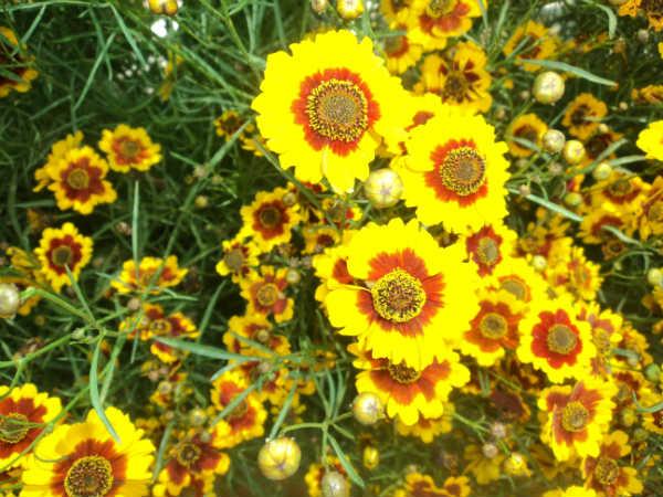 ലാൽബാഗ് ഫ്ലവർ ഷോ 2014