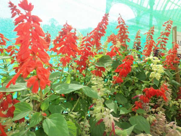 ലാൽബാഗ് ഫ്ലവർ ഷോ 2014