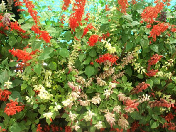 ലാൽബാഗ് ഫ്ലവർ ഷോ 2014