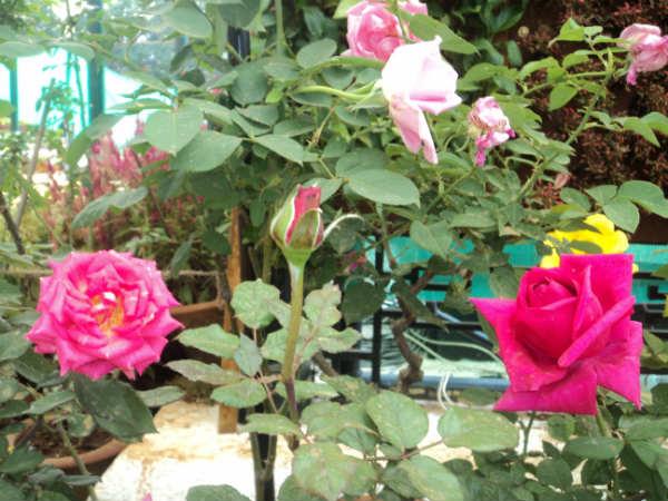 ലാൽബാഗ് ഫ്ലവർ ഷോ 2014