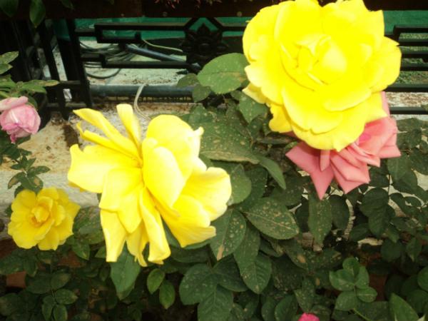 ലാൽബാഗ് ഫ്ലവർ ഷോ 2014