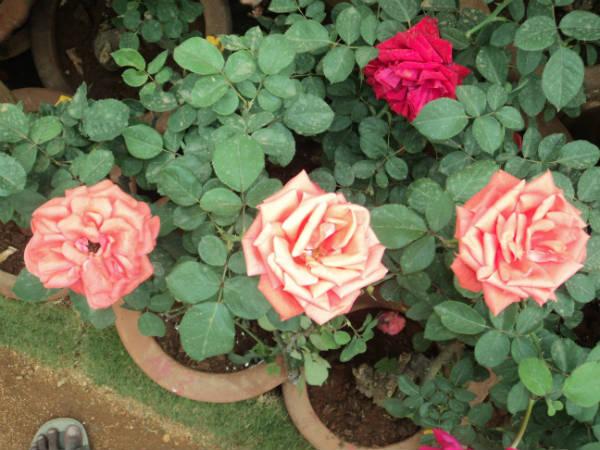 ലാൽബാഗ് ഫ്ലവർ ഷോ 2014