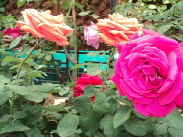 ലാൽബാഗ് ഫ്ലവർ ഷോ 2014